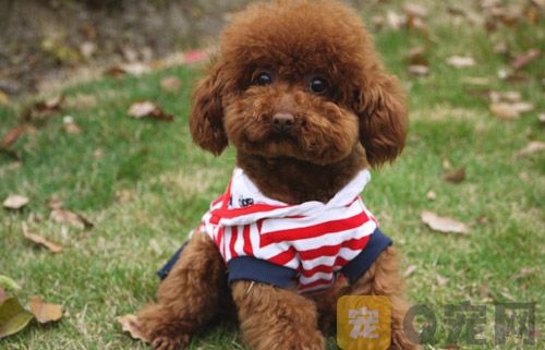 贵宾犬训练大小便方法