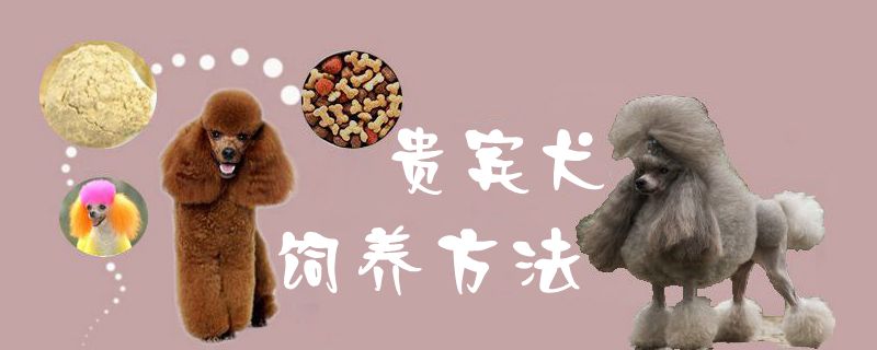 客人犬豢养方式1