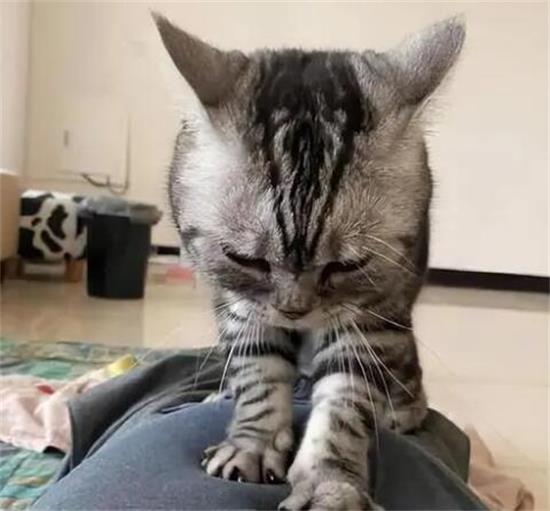 踩奶行为对猫咪有什么意义