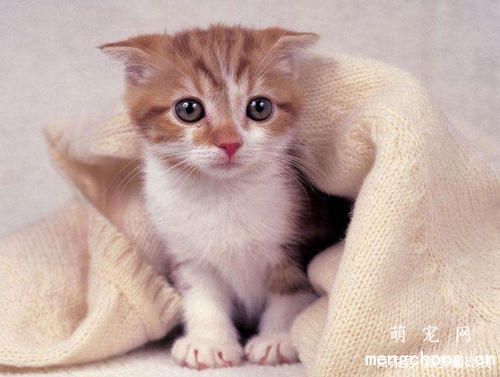 轻微猫藓可以打猫三联吗？