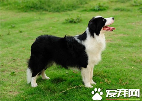 边疆牧羊犬练习飞盘 常常多加练习才华完毕