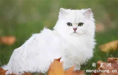 过分亲热可能会让猫咪远离你