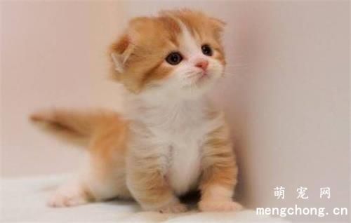 过敏体质的主人如何养猫呢
