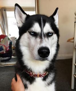 还在为不知怎样训练金毛寻回犬烦恼？学完这几招老婆都夸你！(图1)