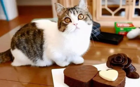 这8种食物猫咪“不能吃”，很多主人却经常喂！