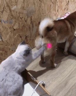 这样逗猫恐伤害猫咪自尊，导致抑郁生病！稍作调整可一举两得(图7)