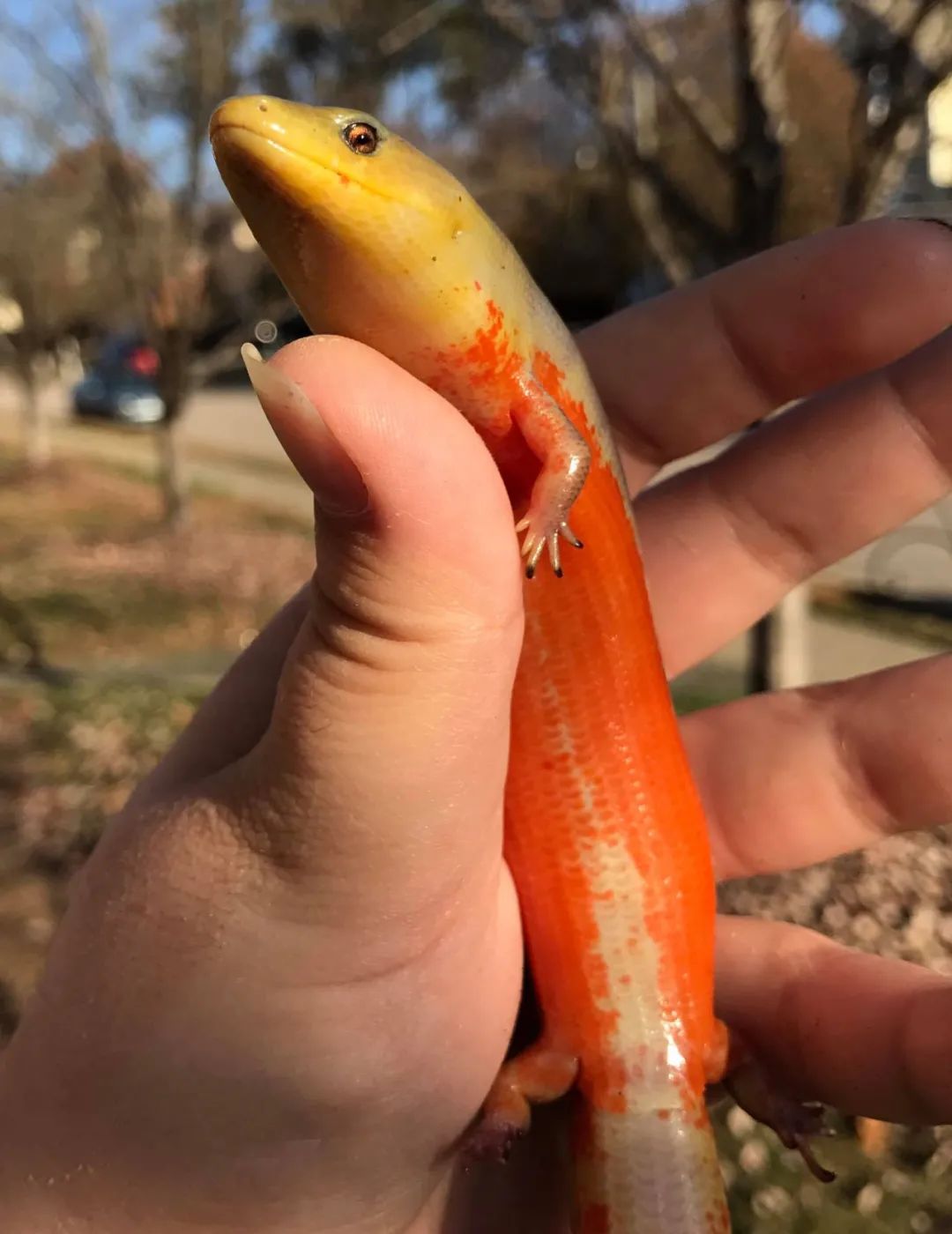 远看像条蛇,近看四脚蛇,还常常被人误认成马陆!(图11) 远看像条蛇,近看四脚蛇,还常常被人误认成马陆!(图11)