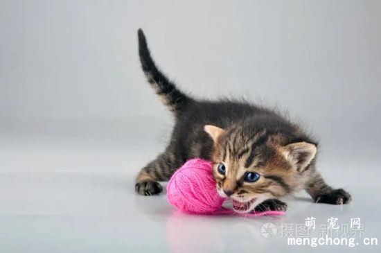 适合猫咪的几个室内小运动