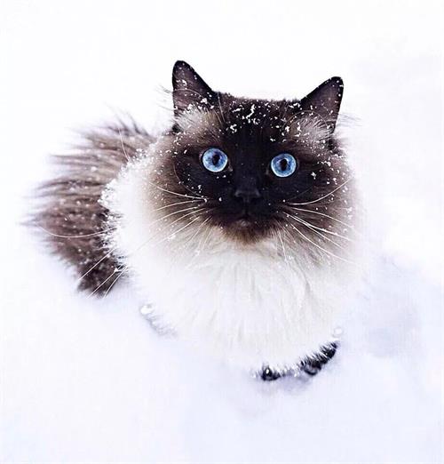 重点色短毛猫的养护知识