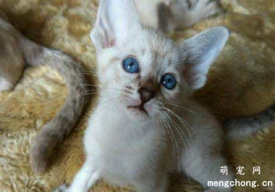 重点色短毛猫的缺点是什么
