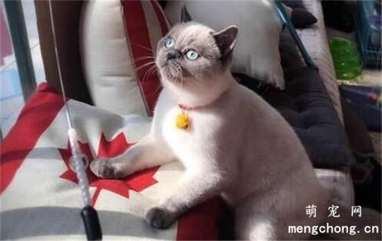 重点色短毛猫适合吃什么