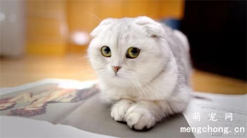 野猫晚上为什么会鬼哭狼嚎?