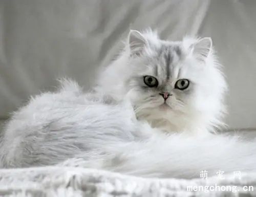 金吉拉猫价格贵吗?如何正确饲养金吉拉猫？