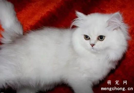 金吉拉猫咪指甲怎么修剪？