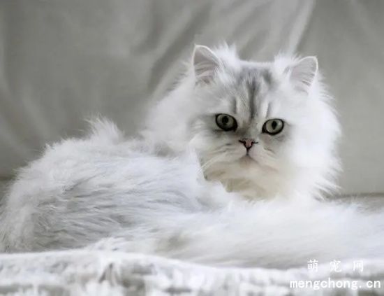 金吉拉猫喂养注意事项