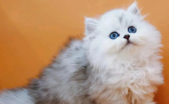 金吉拉猫的优缺点分别是什么