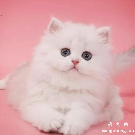 金吉拉猫贵吗 为什么养金吉拉的人不多？