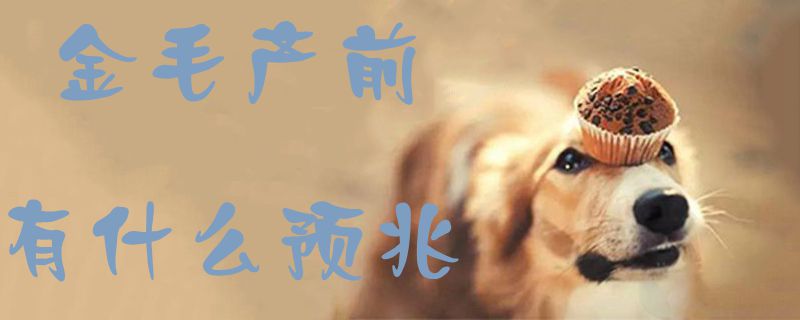 金毛产前有什么征候1