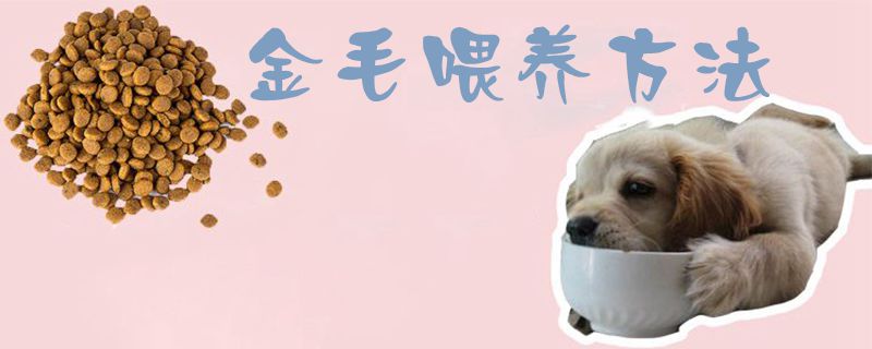 金毛豢养方式1