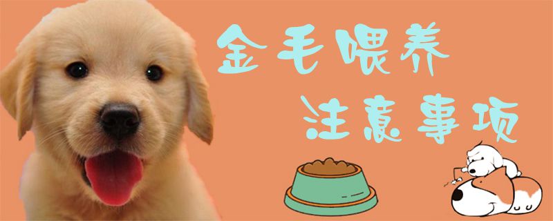 金毛豢养注重事项