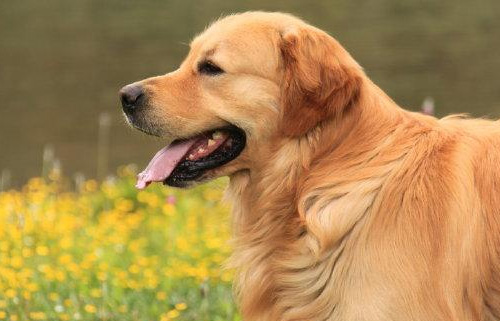 金毛如何训练 训练金毛犬的小技巧(图1) 金毛如何训练 训练金毛犬的小技巧