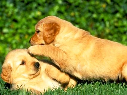 金毛寻回犬的价钱 
