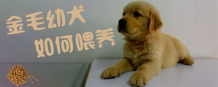 金毛幼犬怎么样豢养1