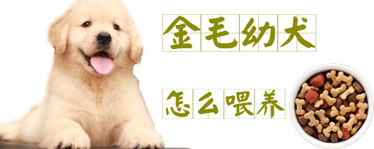 金毛幼犬怎样豢养