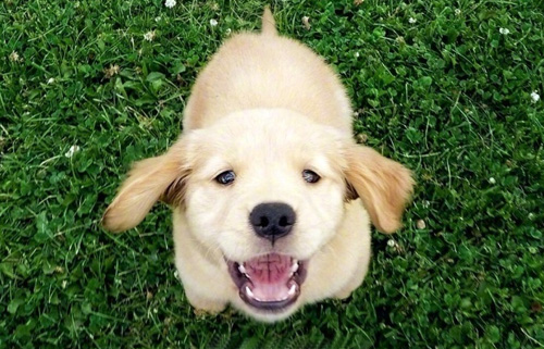 金毛幼犬拆家怎么办?(图1) 金毛幼犬拆家怎么办?