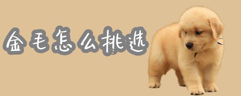 金毛何如选择1