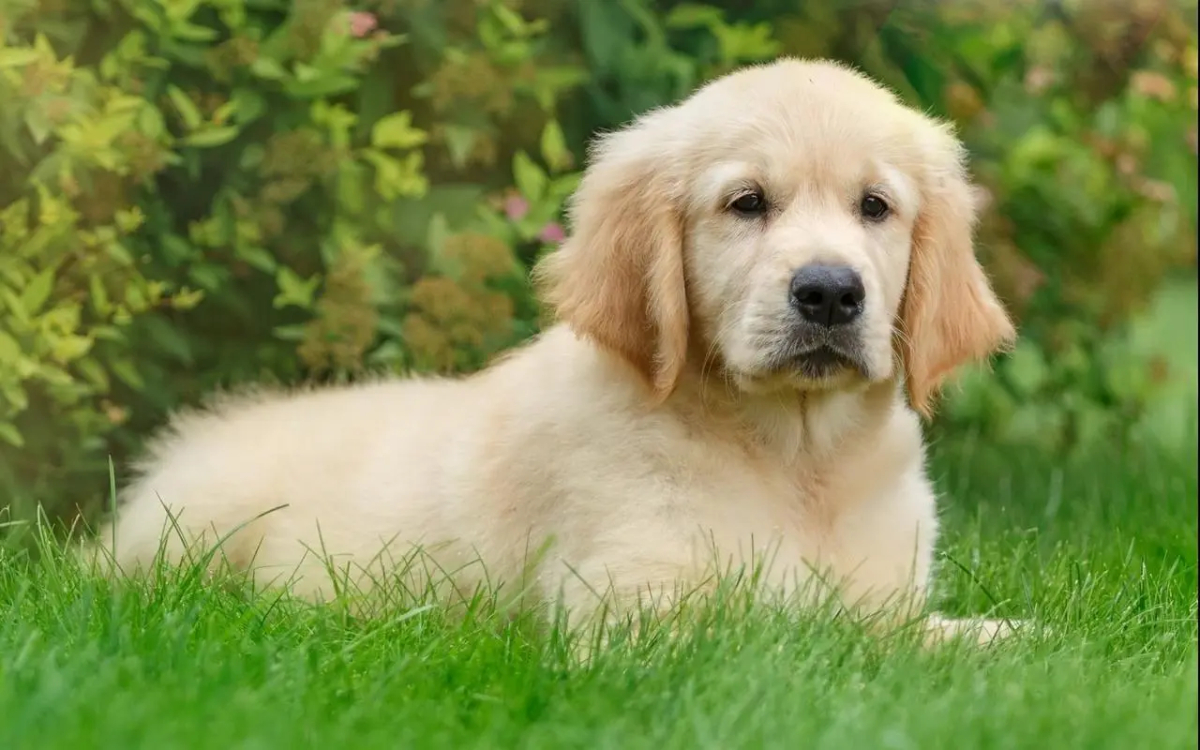 金毛犬多少钱一只