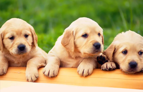 金毛犬得了狗瘟还能治吗?(图1) 金毛犬得了狗瘟还能治吗?