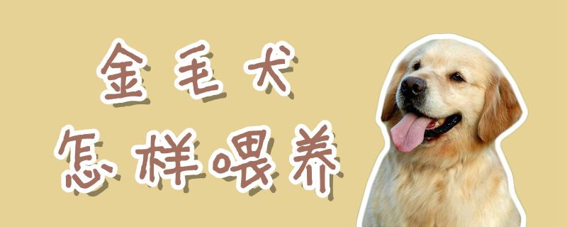 金毛犬何如豢养
