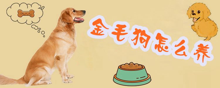 金毛狗怎样养