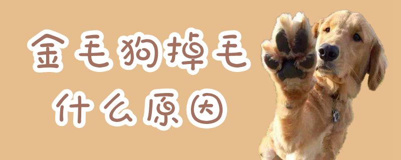 金毛狗掉毛什么缘故