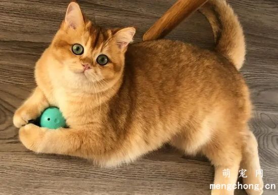金渐层为何被称为“招财猫”