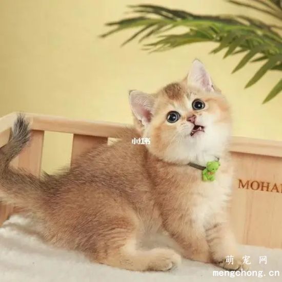 金渐层为何被称为“招财猫”