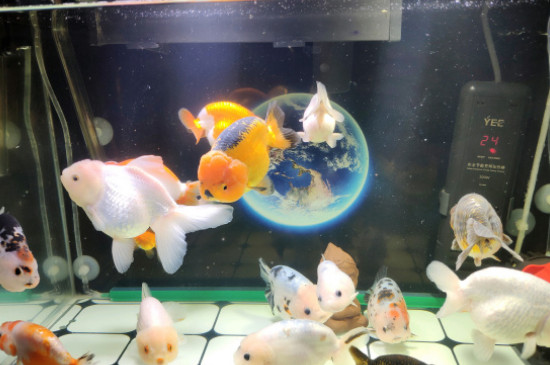 金鱼的豢养方式