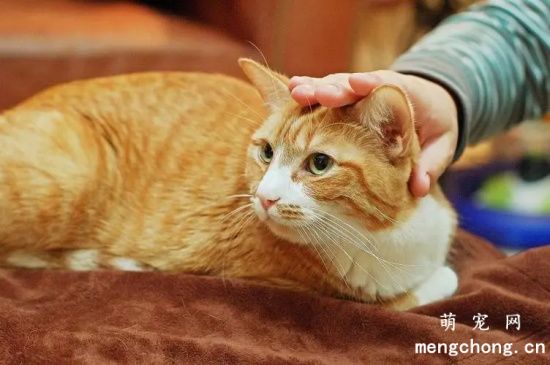 铲屎官摸猫咪头的时候，猫咪是怎么认为的？
