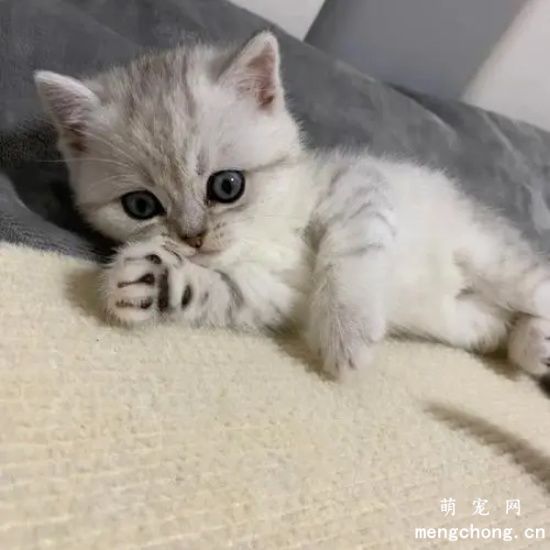 银渐层四个月尴尬期什么意思？