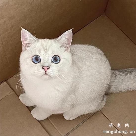 银渐层掉毛是什么原因？