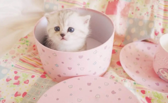 长不大的猫咪品种