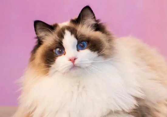 长得像公主的猫叫什么