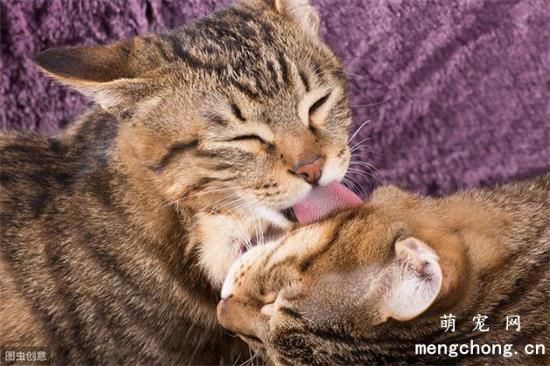 闹猫是什么意思？闹猫一般几天？