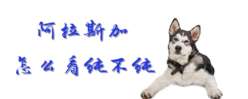 阿拉斯加怎样瞅纯没有纯