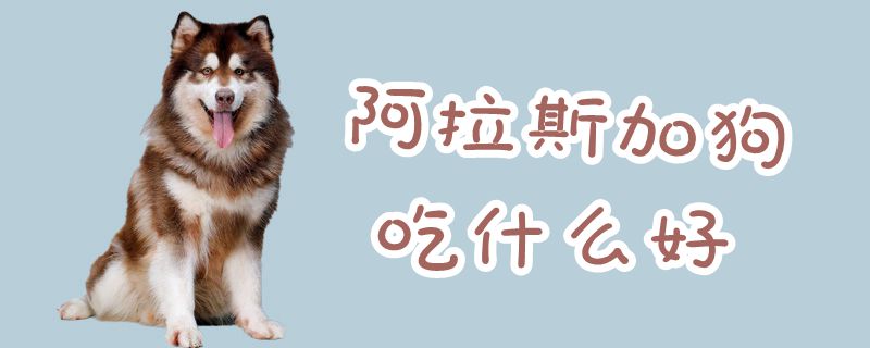阿拉斯加狗吃什么佳