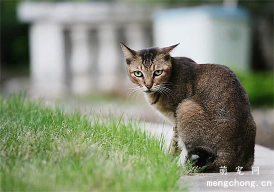 阿比西尼亚猫和布偶猫哪个好养