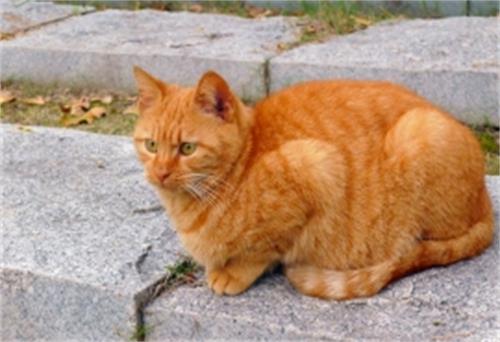 阿莫西林可以给猫咪吃吗