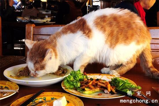 随着猫年龄的增长该给猫喂什么才是适宜的呢？