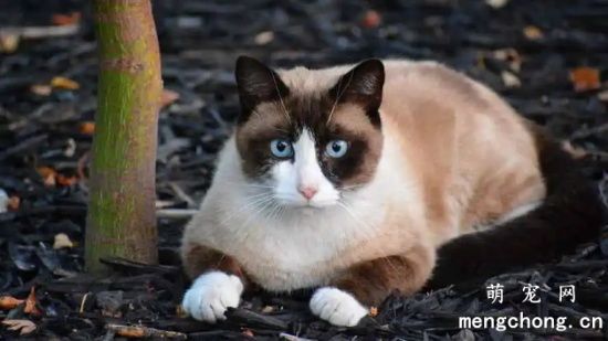 雪鞋猫怎么饲养？